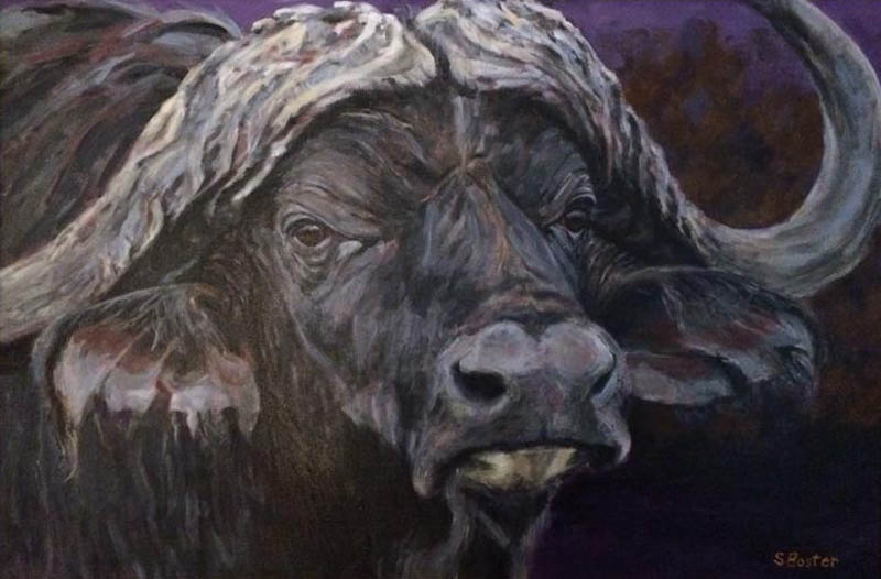 Cape buffalo Steve Boster MD I See You 24x48 acrylic