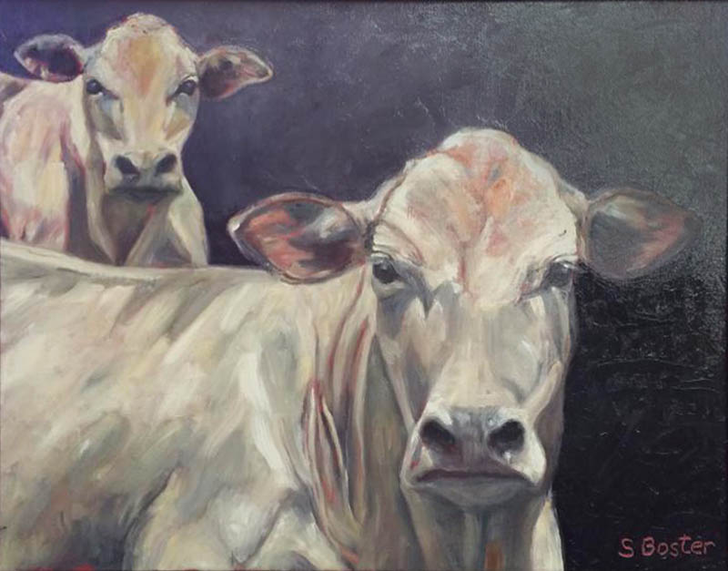 Cattle Steve Boster MD We Are Watchin' You 20x24 oil