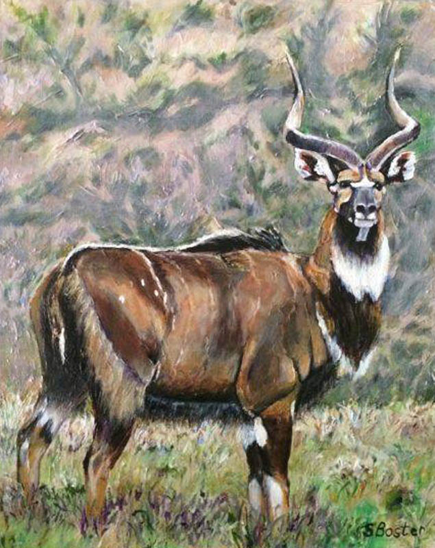 Mountain Nyala Steve Boster MD I An Just About Out Of Here 20x24 acrylic Sold