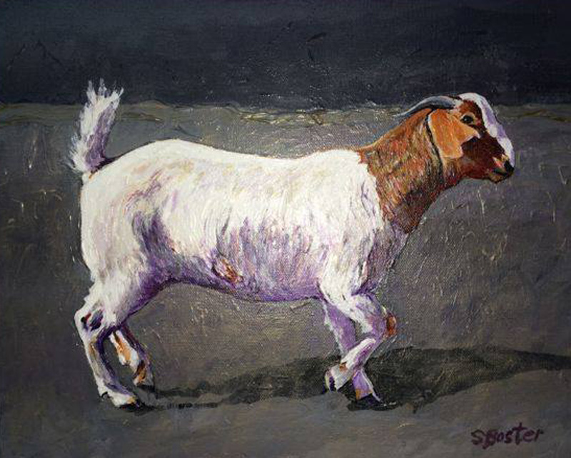 Boer Goat Steve Boster MD Boer Goat Walking 9x12 acrylic courtesy Livestock Weekly SOLD