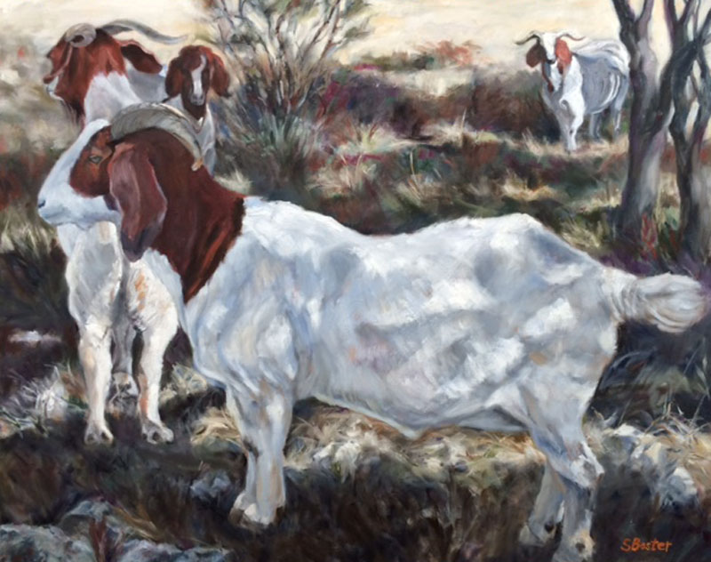Goats-Steve Boster-Boer Goats in the Shadows