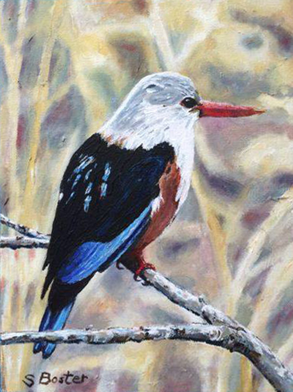 Grey-headed kingfisher Steve Boster MD Just Thinking 9x12 acrylic SOLD
