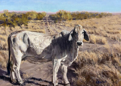 Brahman Beauty
